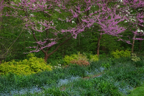 Reeves-Reed Arboretum, Union County, NJ 05 11 (6557SA).jpg